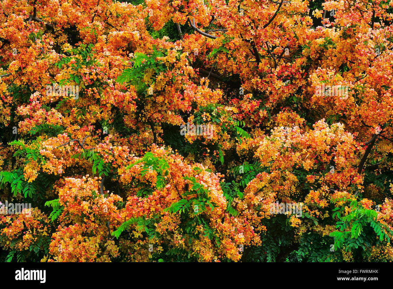Rainbow Shower Tree Molokai Hawaii Stock Photo - Alamy