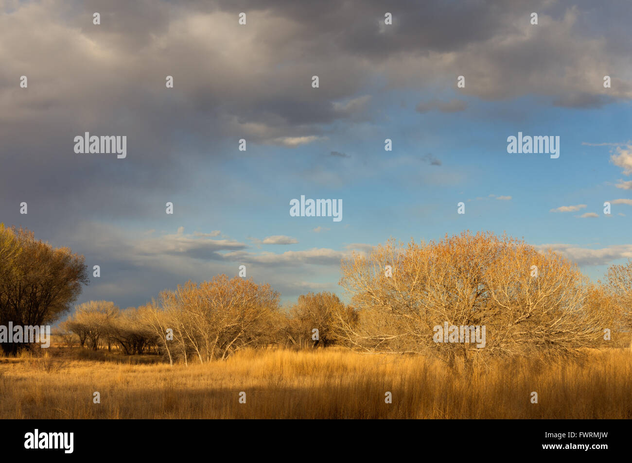 Clouds over Cottonwood bosque.  Bosque del Apache National Wildlife Refuge, New Mexico, USA. Stock Photo