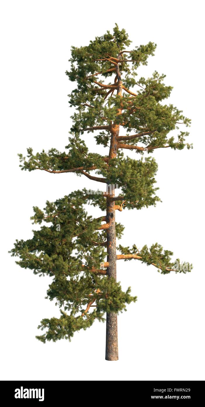Pine Tree Isolated On White Stock Photo - Alamy