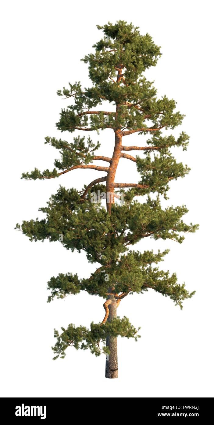 Pine Tree Isolated On White Stock Photo - Alamy