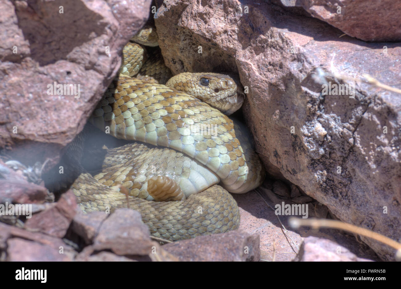 Eastern Blacktailed Rattlesnake, (Crotalus ornatus), laying out at a