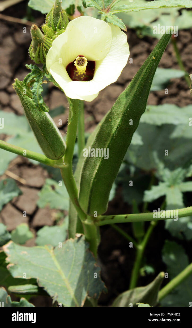 Okra harvest in Humera, Ethiopia Stock Photo Alamy