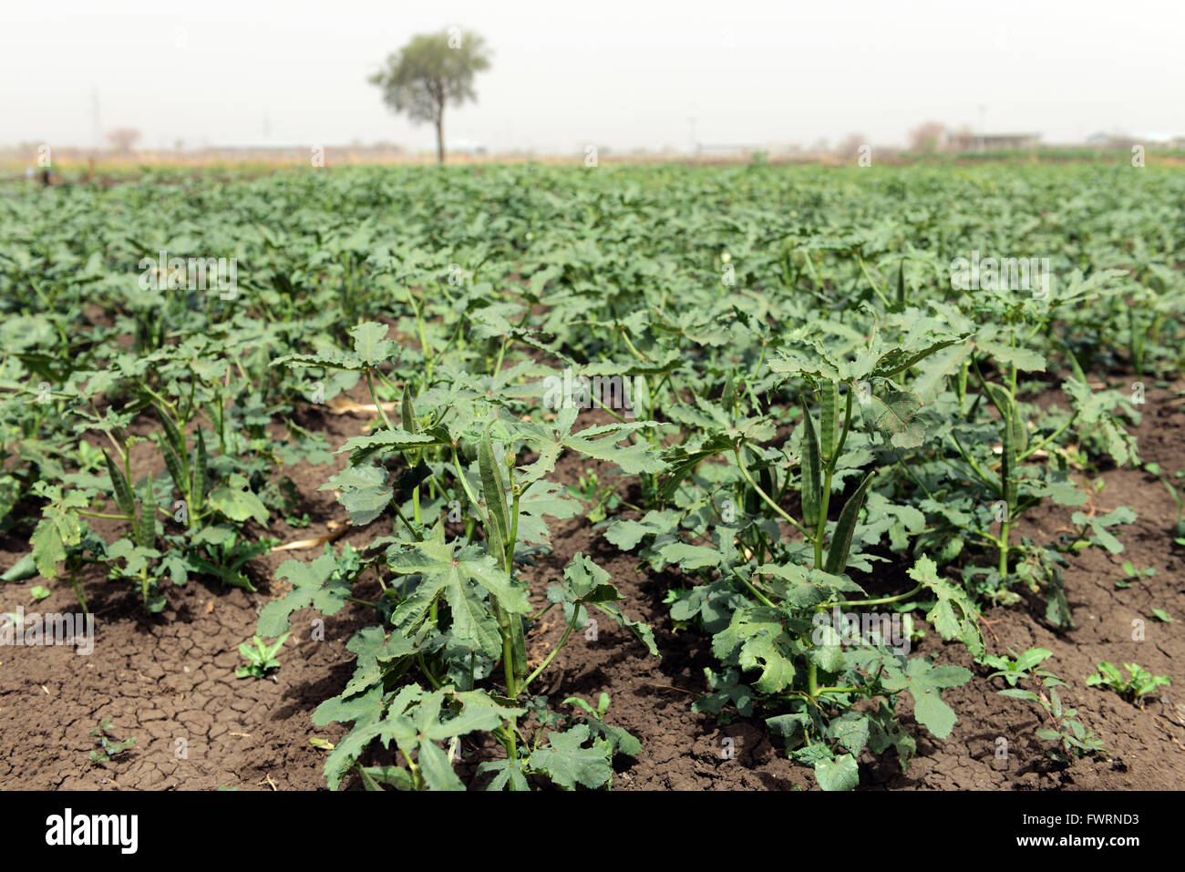Okra harvest in Humera, Ethiopia Stock Photo Alamy