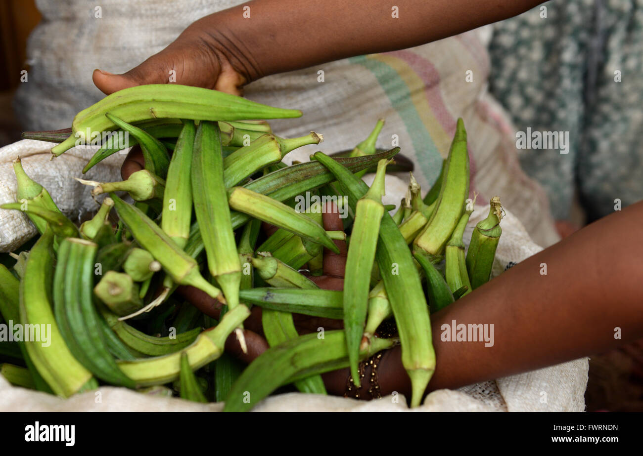 Okra harvest in Humera, Ethiopia Stock Photo Alamy
