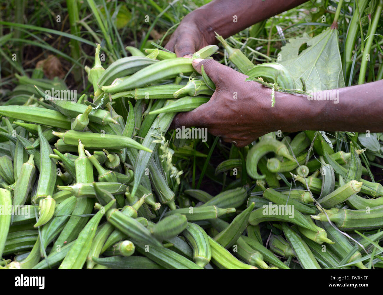 Okra harvest in Humera, Ethiopia Stock Photo Alamy