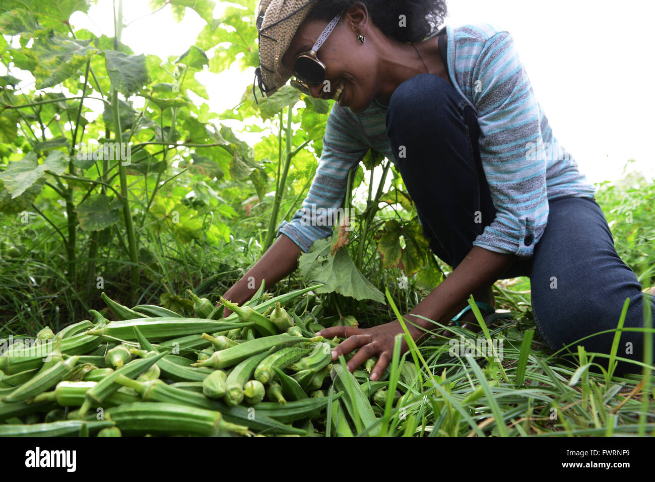 Okra harvest in Humera, Ethiopia Stock Photo - Alamy