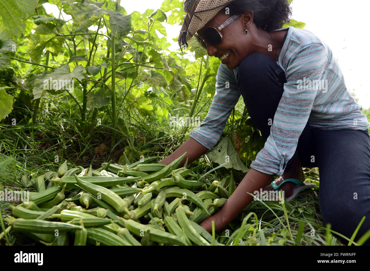 Okra harvest in Humera, Ethiopia Stock Photo Alamy