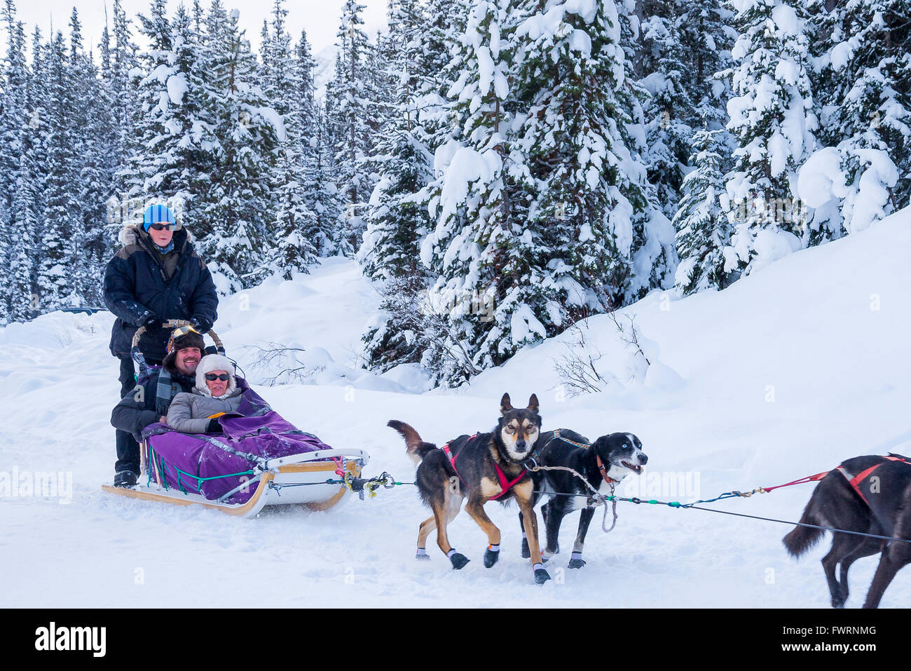 Sled dogs, Lake Louise, Banff National Park, Alberta, Canada Stock
