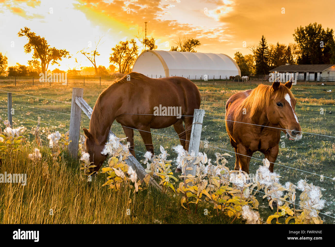 Horses eating milkweed, Taber, Alberta, Canada Stock Photo