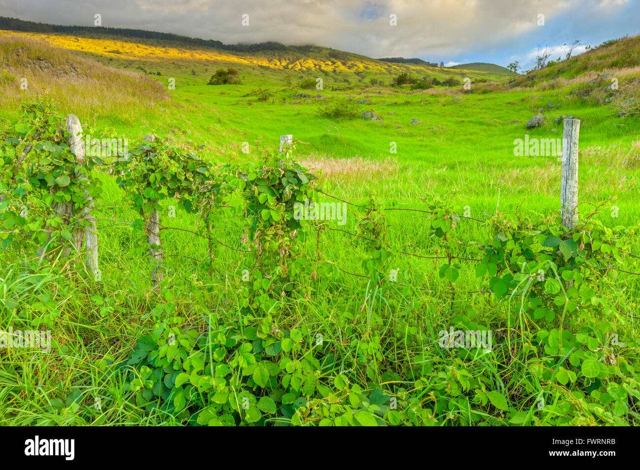Up Country Up country area on Maui Stock Photo - Alamy