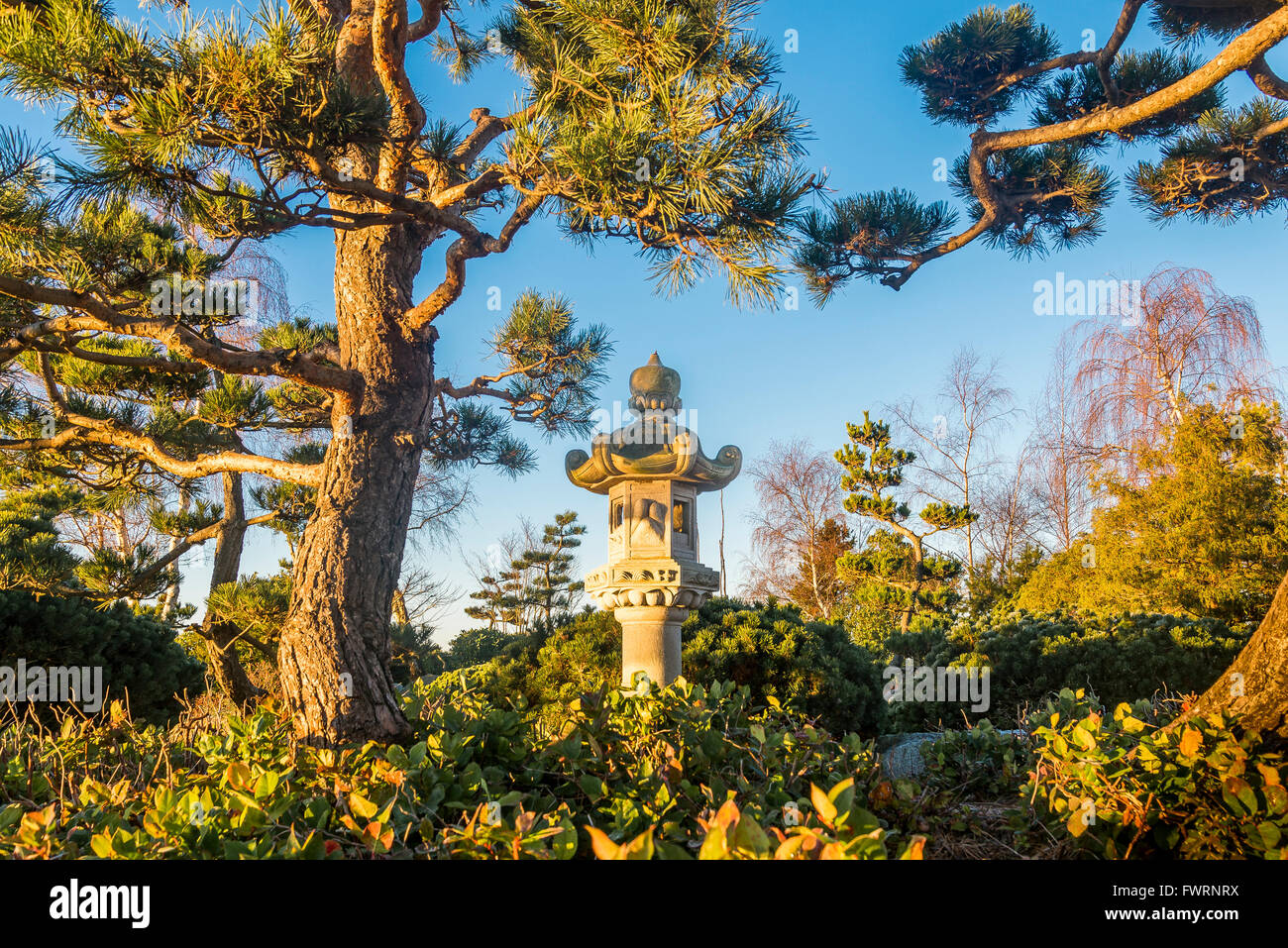 Shore pine and Japanese stone lantern, Stock Photo