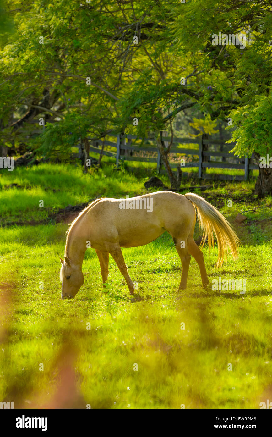 Up country pasture on Maui Stock Photo