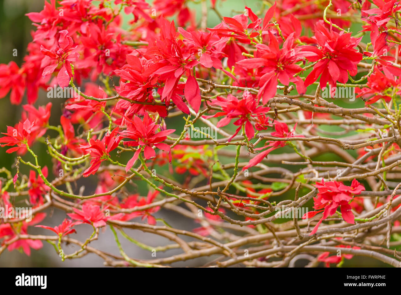 Red Poinsettia Tree Hawaii Stock Photo Alamy