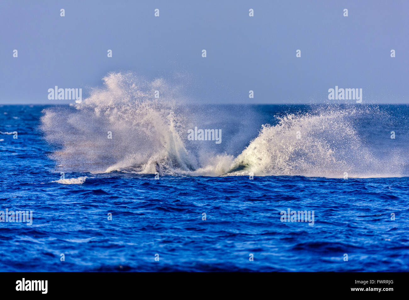 Humpback Whale off Maui Stock Photo - Alamy