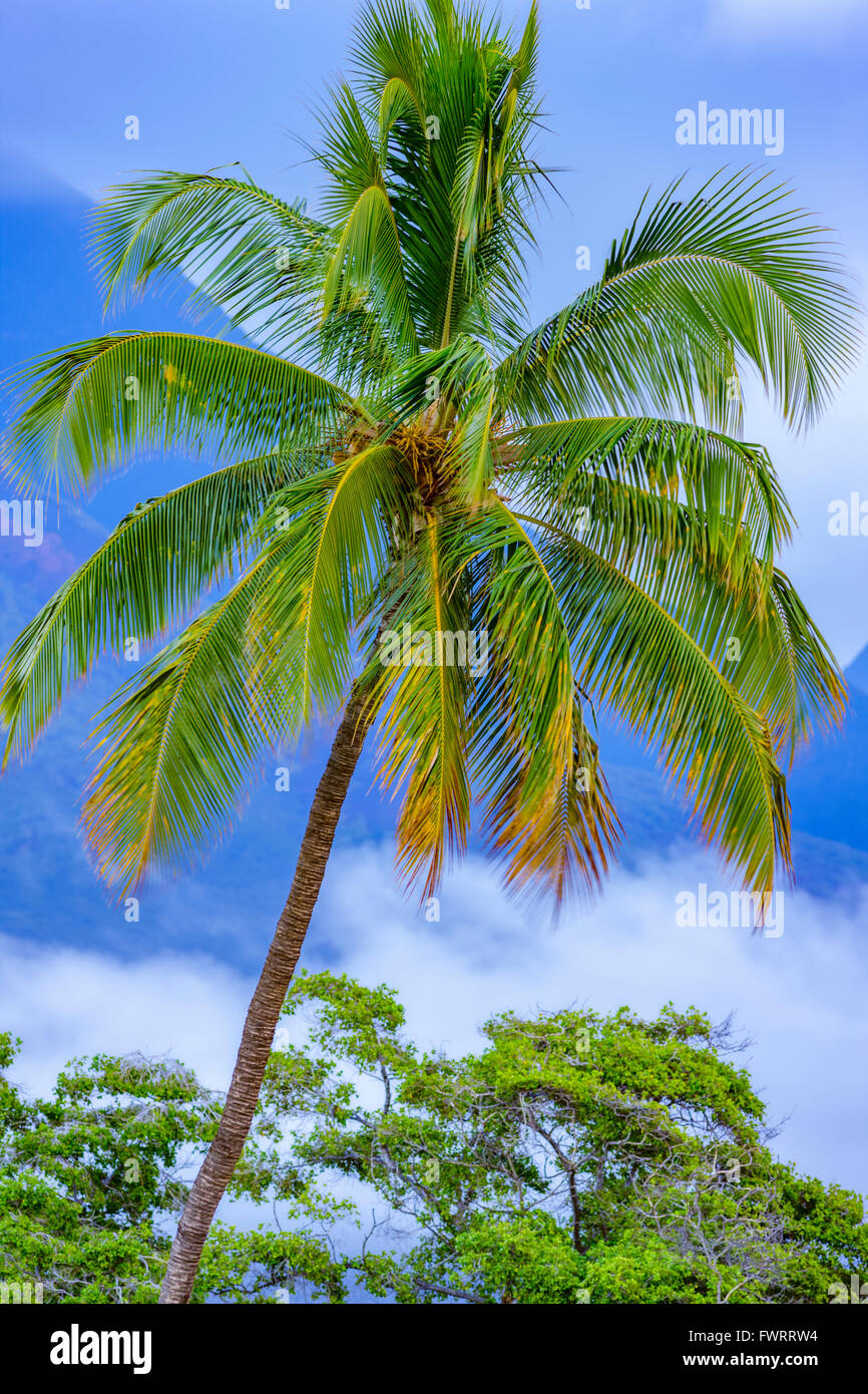 Palm tree on Maui in rainforest with West Maui Mountains in background