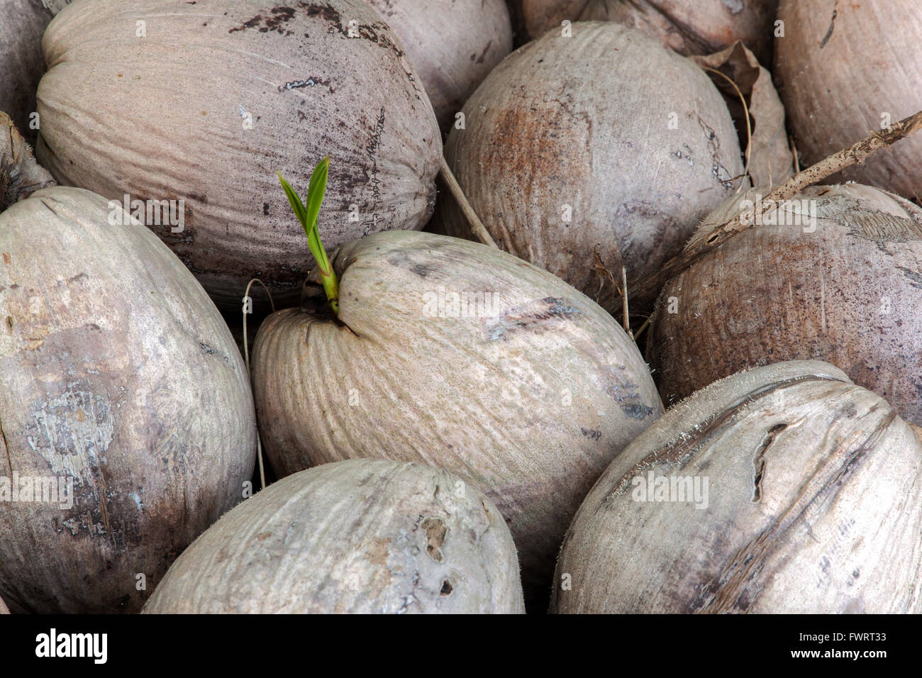 The germination in piled coconut. Stock Photo