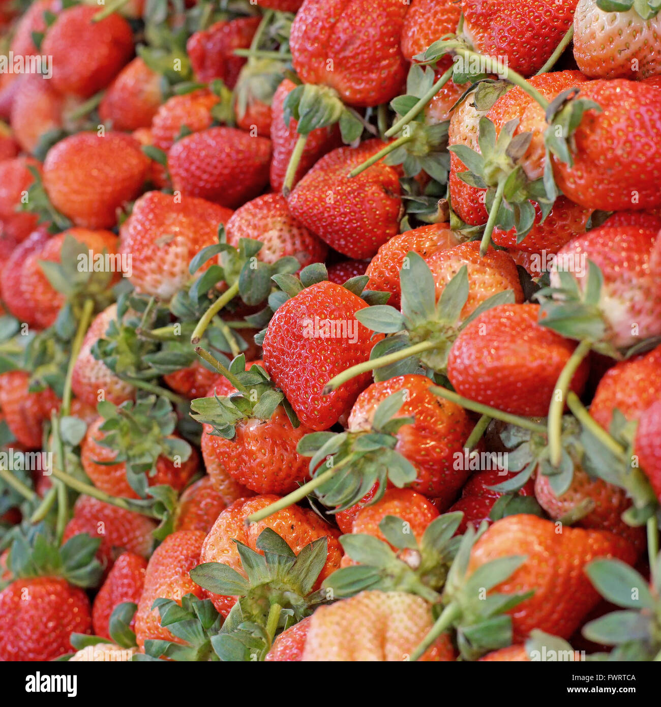 pile of fresh strawberry harvest from organic farm Stock Photo - Alamy