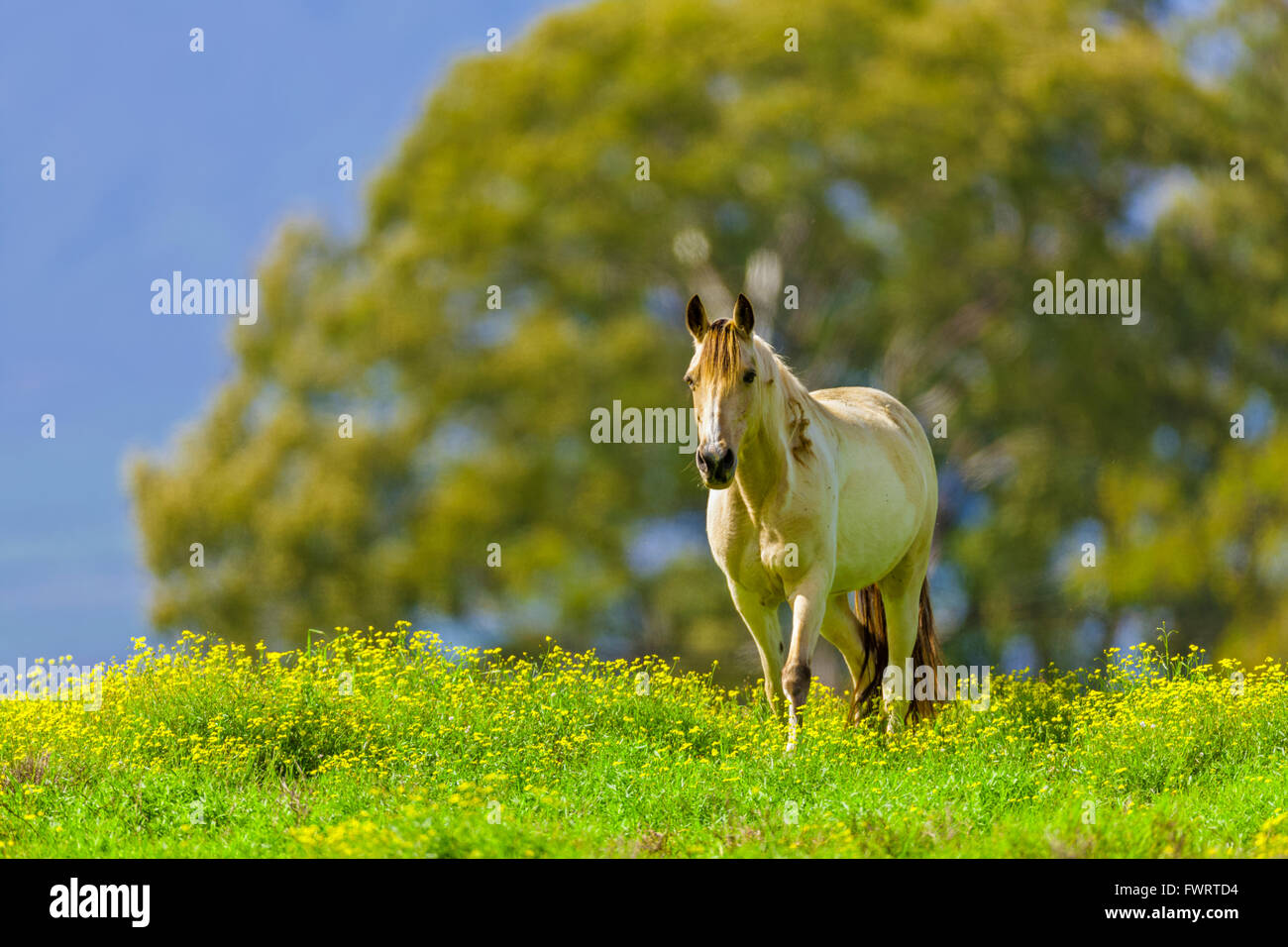 Hourse pasture on Maui Stock Photo