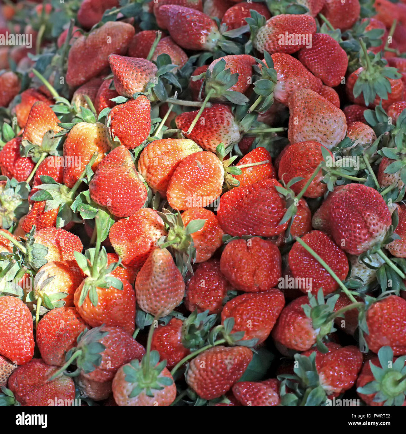 pile of fresh strawberry harvest from organic farm Stock Photo - Alamy