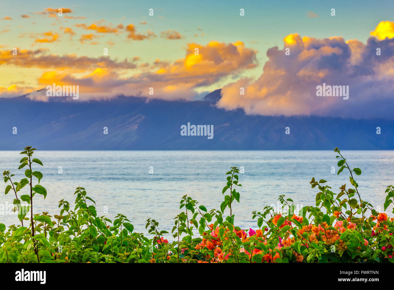 Sunset Rava Bougainvillea Bottom