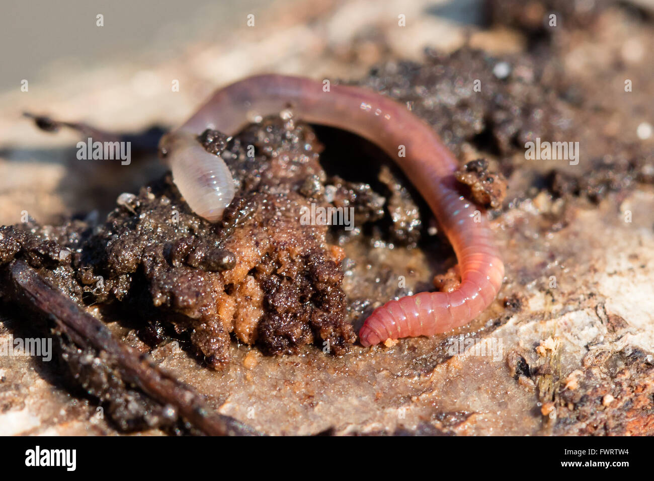 Earthworms on a piece of wood, macro photo, selective focus Stock Photo