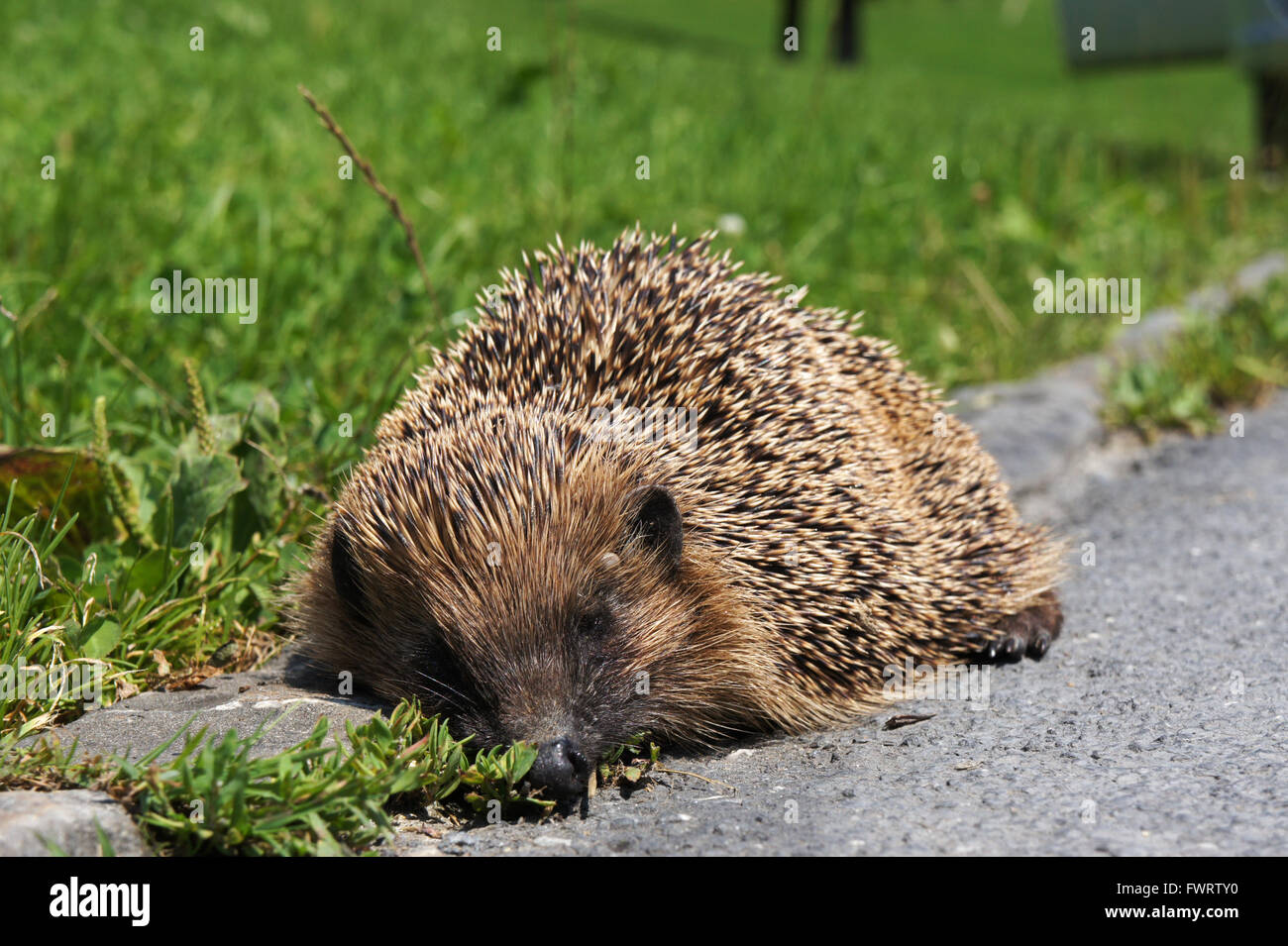 Hedgehog (Erinaceinae Eulipotyphla) roadkill on side of road, Switzerland Stock Photo