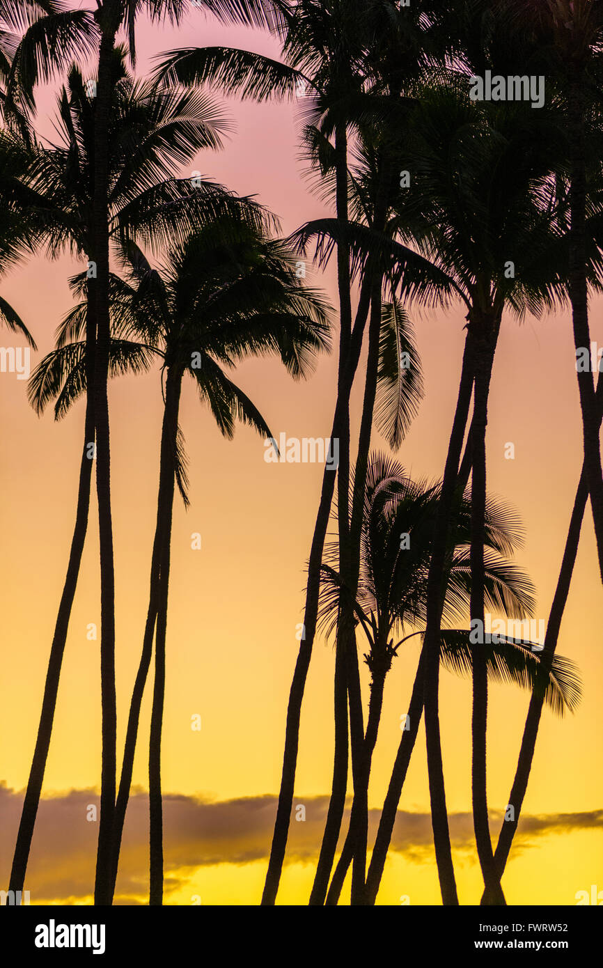 Palm trees on Maui Stock Photo Alamy
