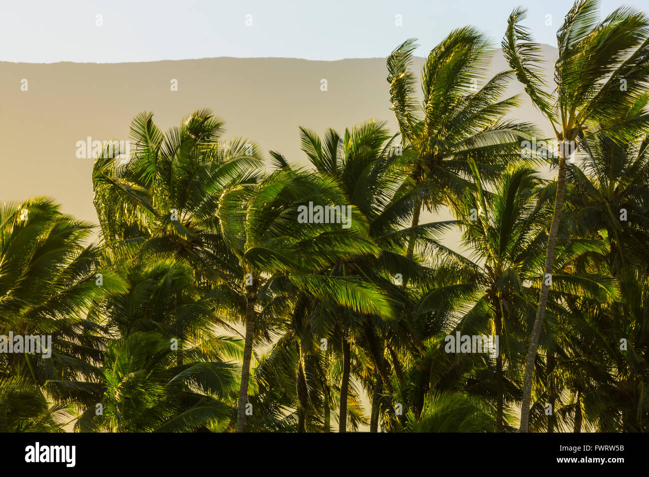 Palm trees on Maui Stock Photo Alamy