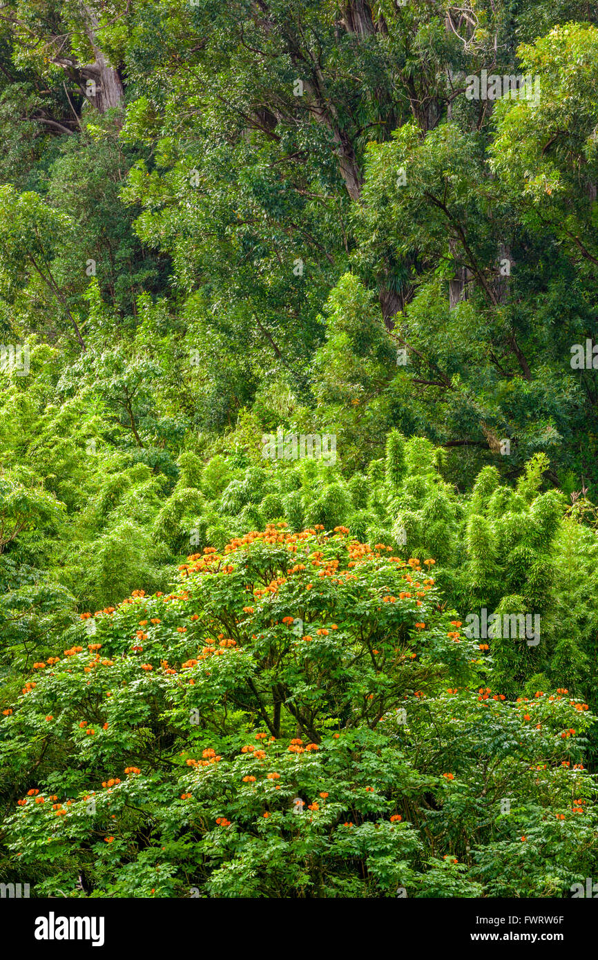 Rainforest  on Maui Stock Photo