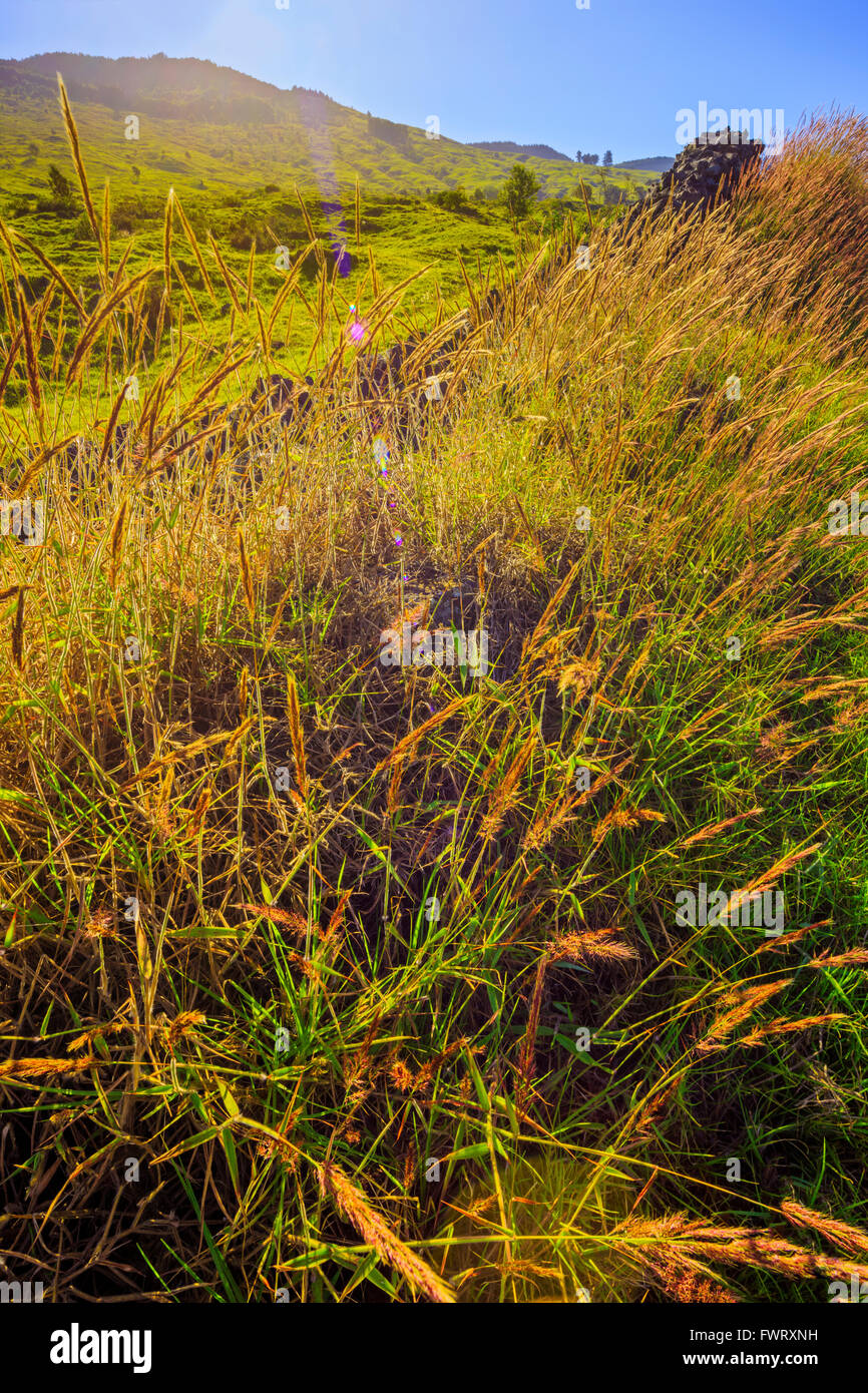 stone fence and pasture, upcountry, Maui Stock Photo