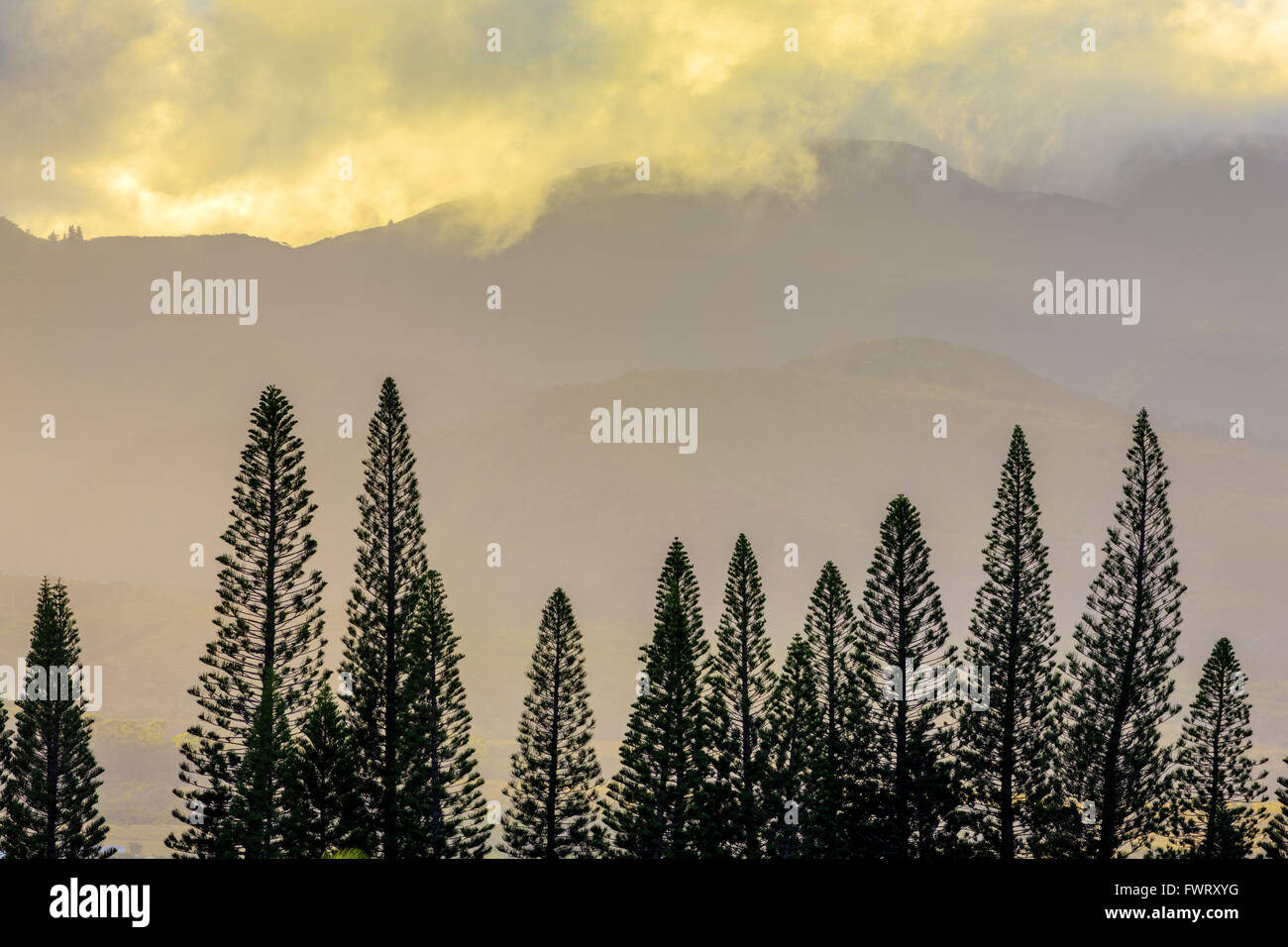 Maui, Hawaii row of Cook Pine trees with West Maui Mountains in