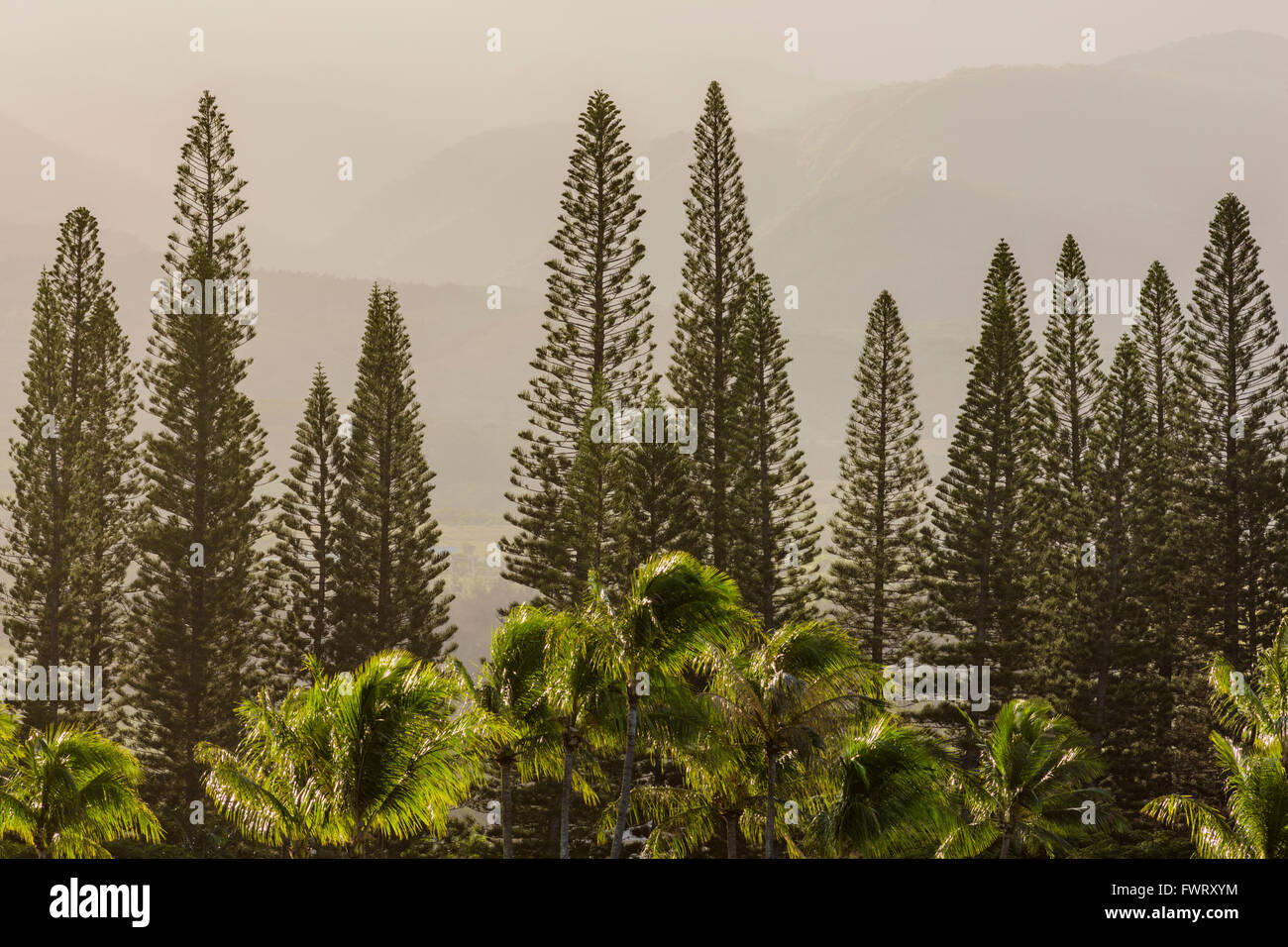 Cook pine trees Maui against West Maui mountains Stock Photo Alamy