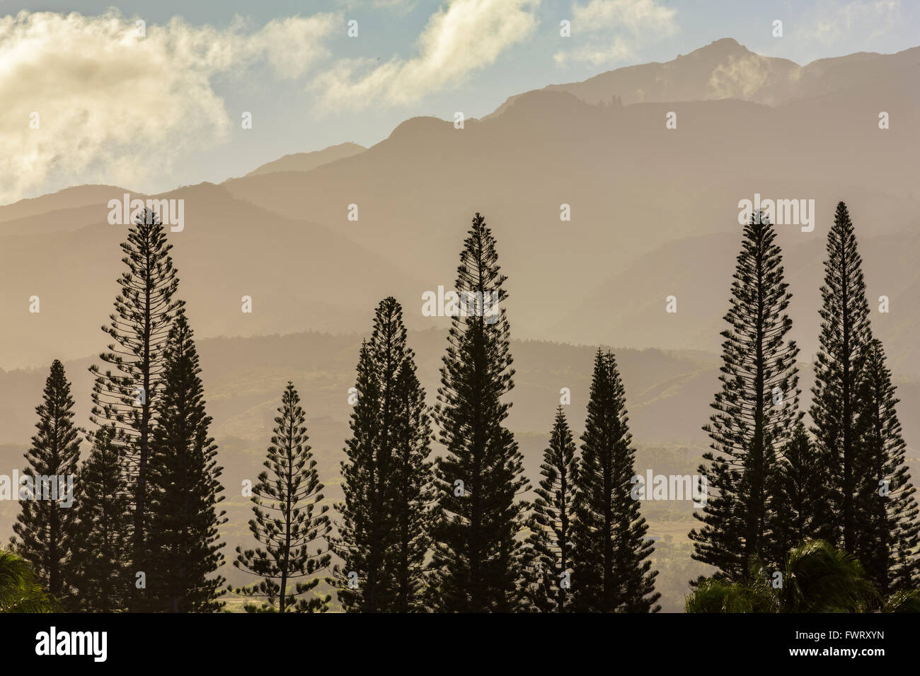 Cook Pine Trees with West Maui mountains, Kanapali Area, Maui Stock