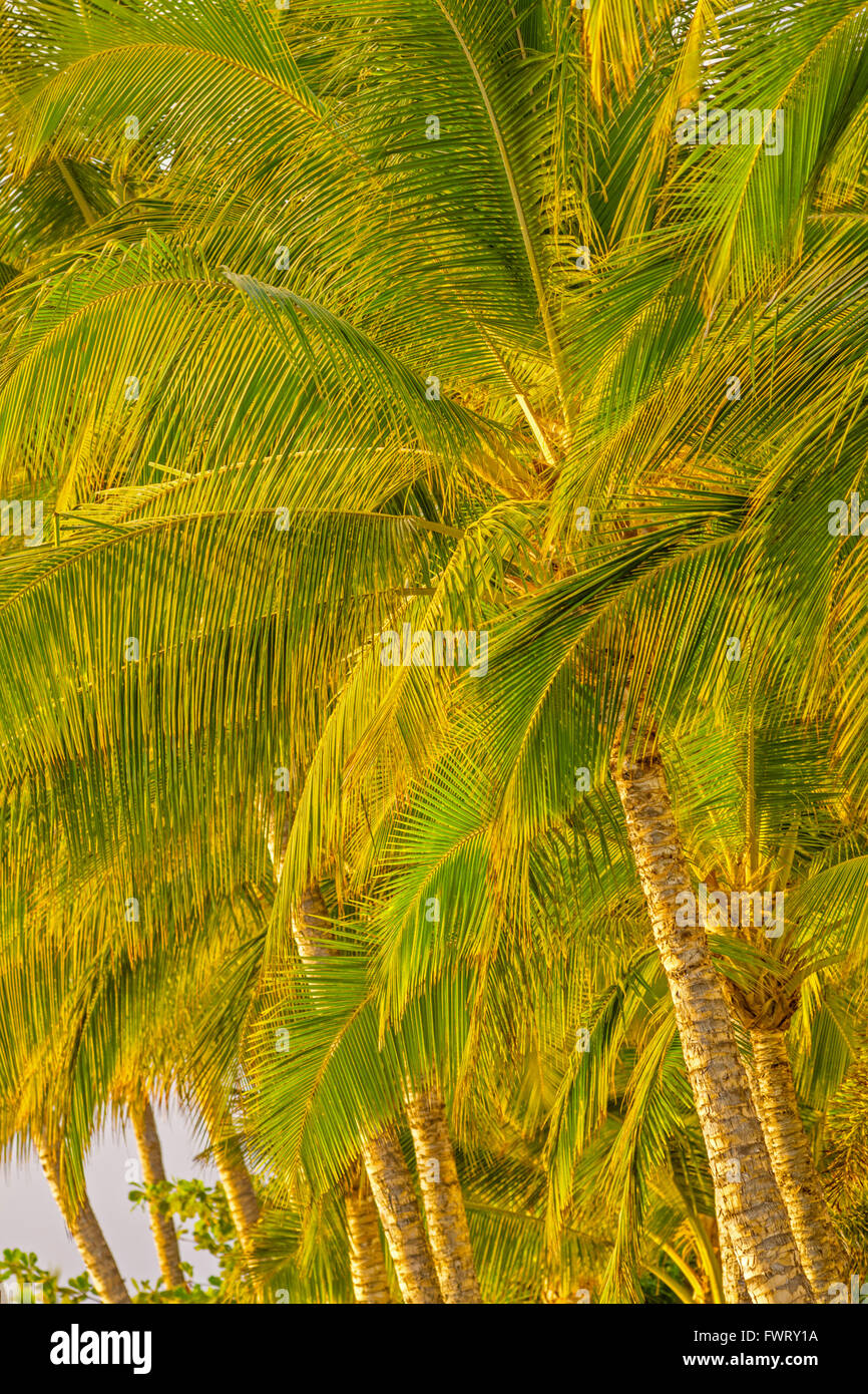 Row of palm trees hi-res stock photography and images - Alamy