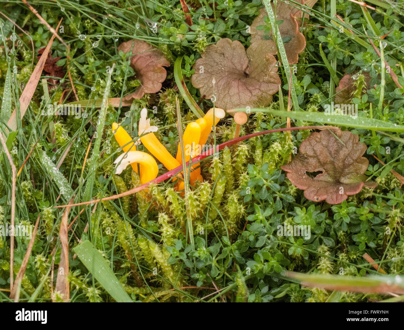 Yellow Club Clavulinopsis helvola growing through moss on Abel Heath Norfolk UK Stock Photo