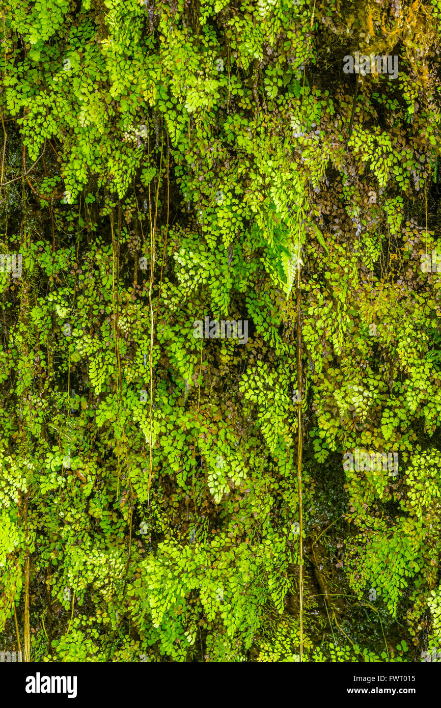 Ferns, Maui Stock Photo