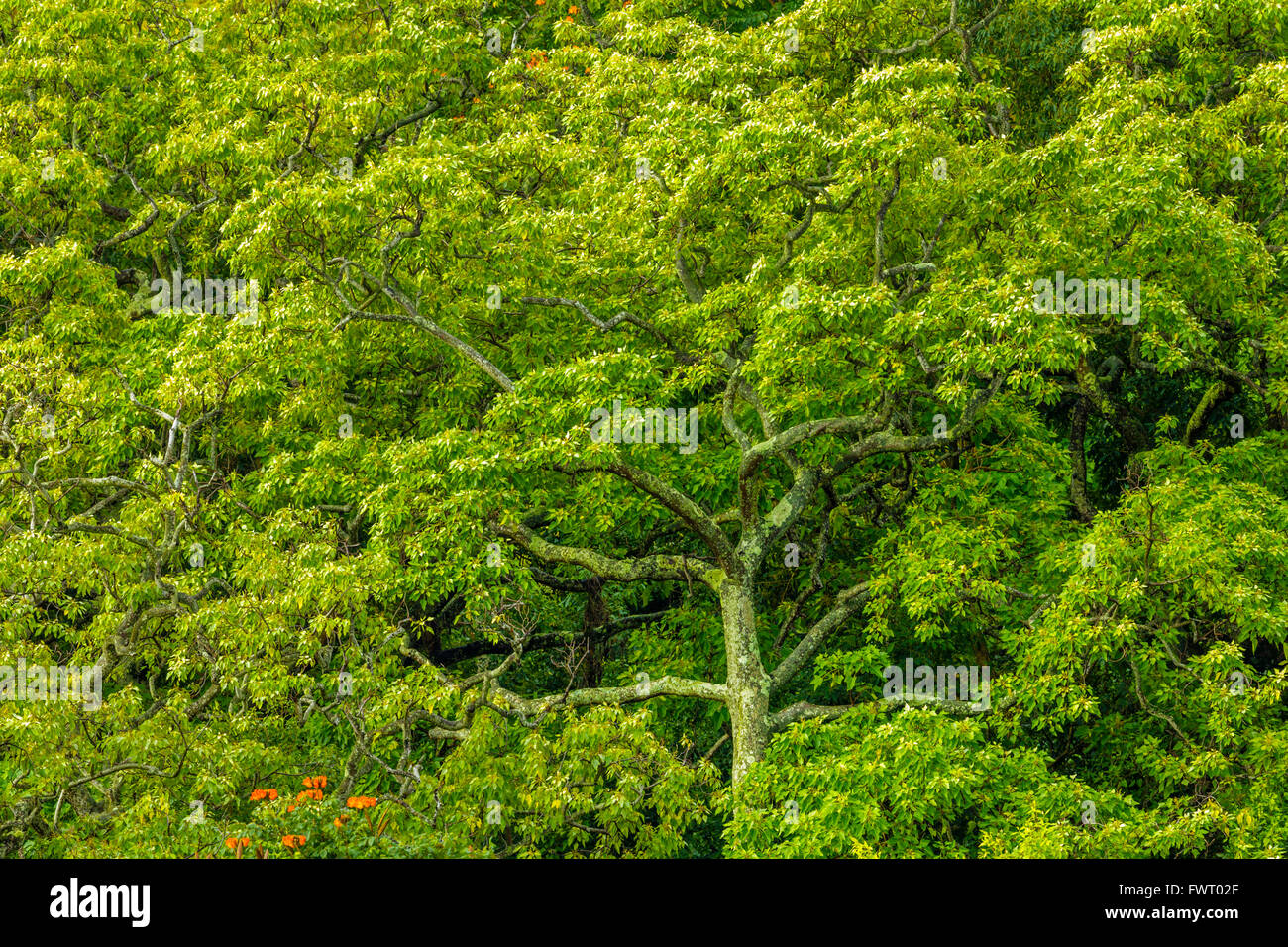 rain forest trees, Hana, Hawaii Stock Photo Alamy