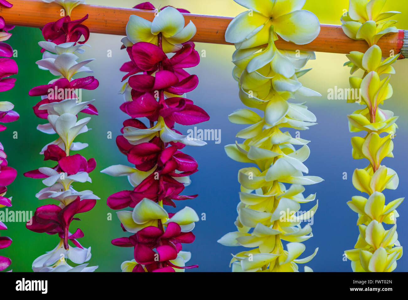 Leis for sale, Maui Stock Photo
