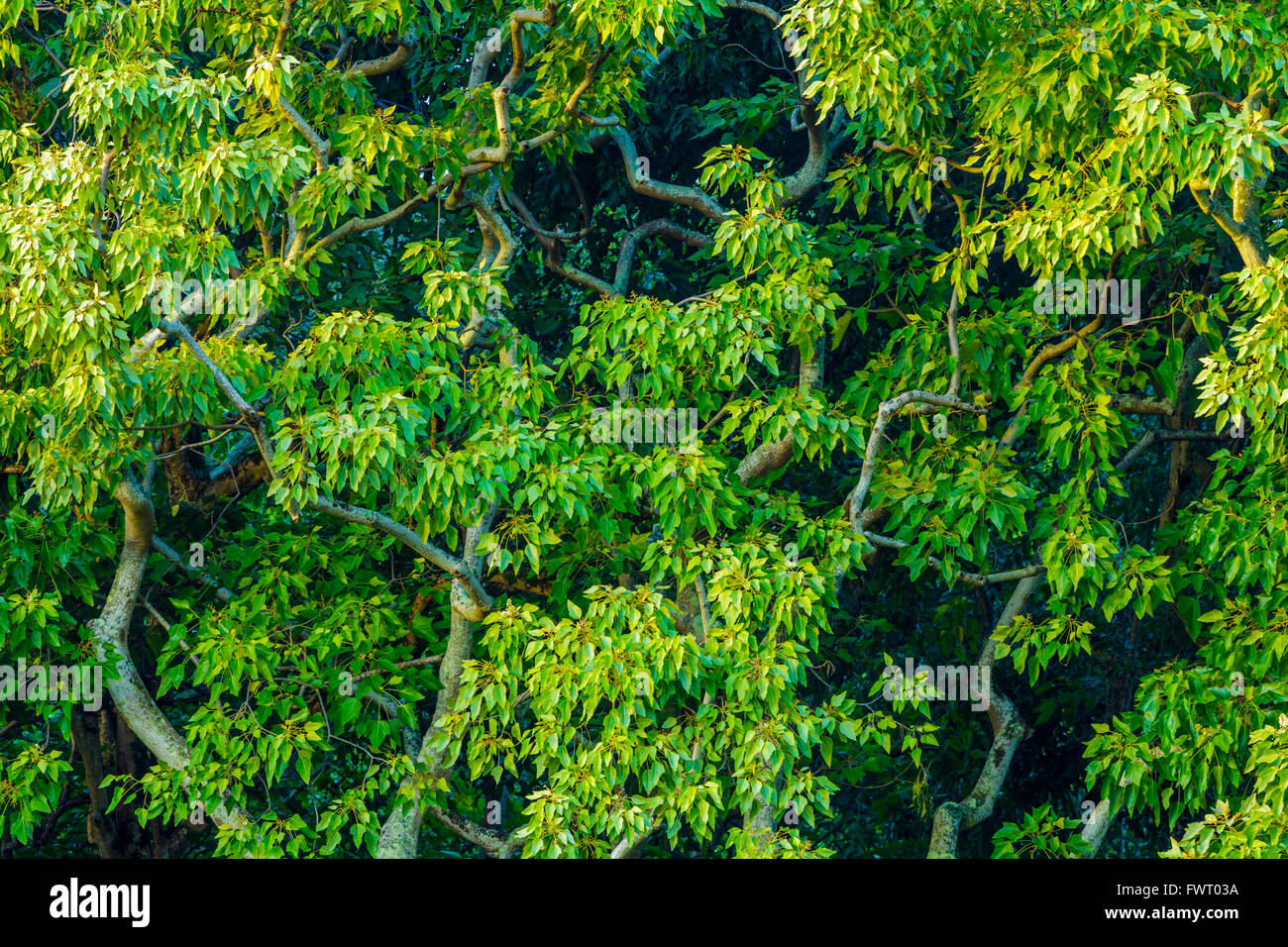 rain forest, Hawaii Stock Photo - Alamy