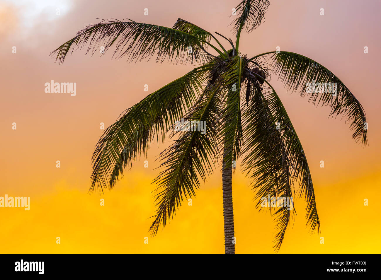 palm tree, Maui Stock Photo Alamy