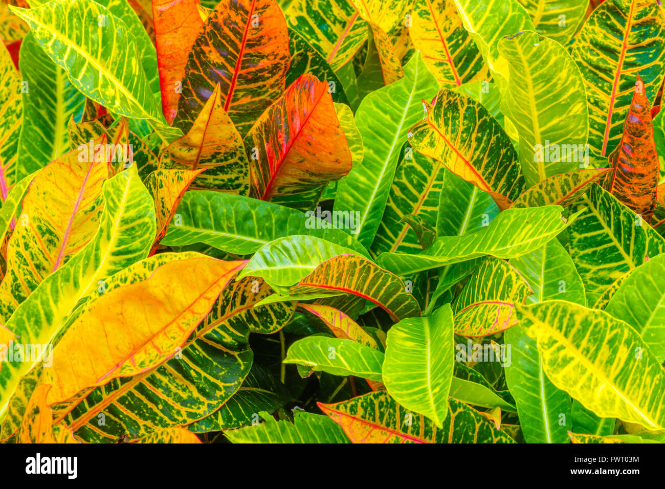 Croton shrub leaves Maui Stock Photo - Alamy