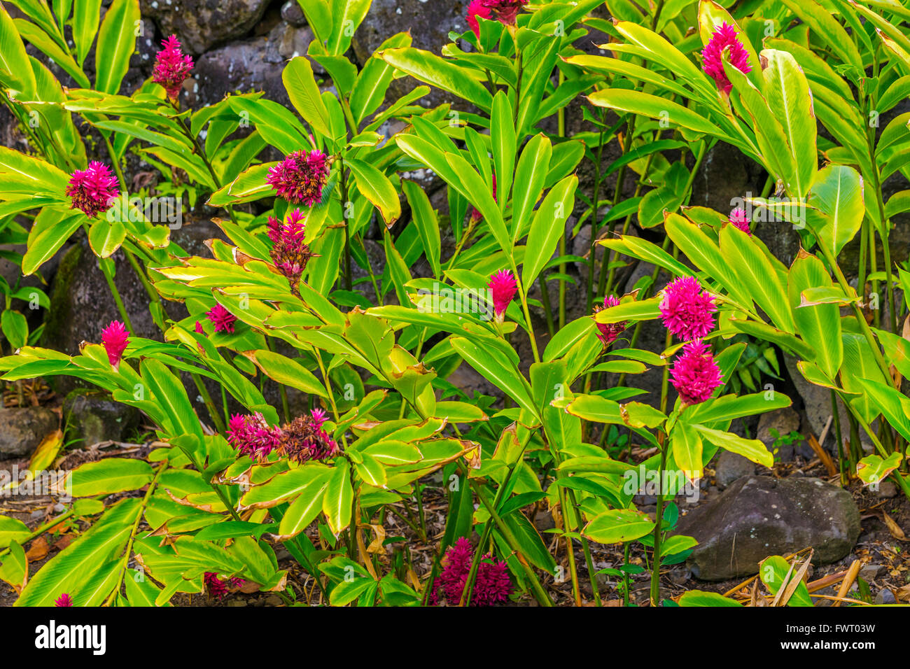 ginger plant Hawaii Stock Photo