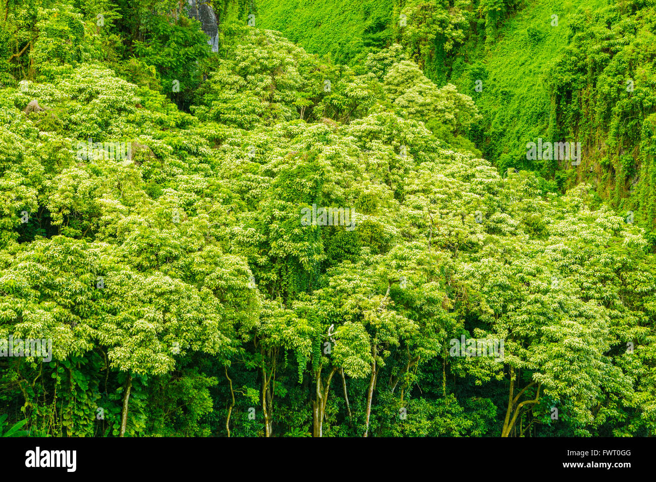 Maui, Hawaii rainforest trees and vines dense jungle Stock Photo