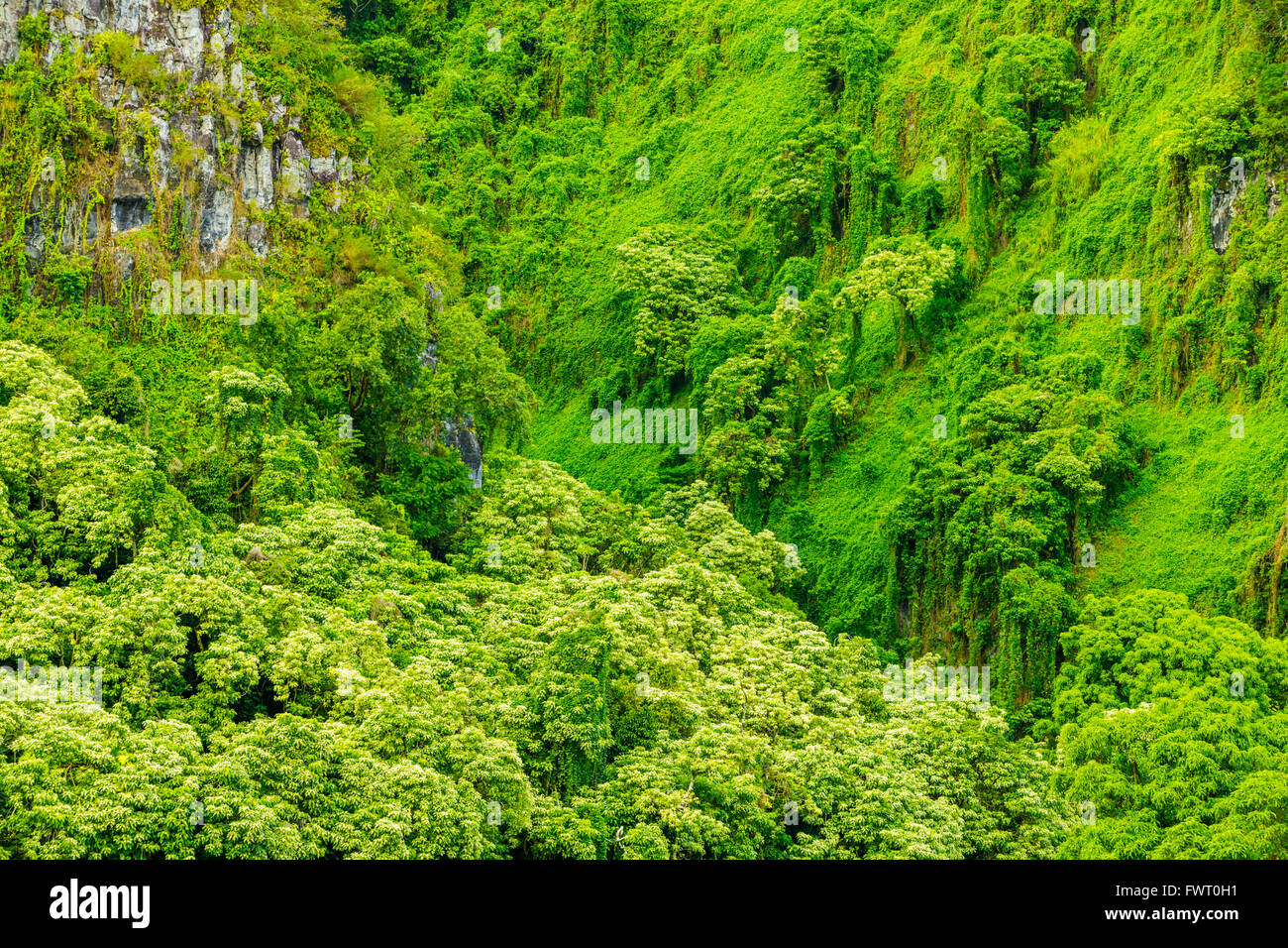 Rainforest cliffs hi-res stock photography and images - Alamy
