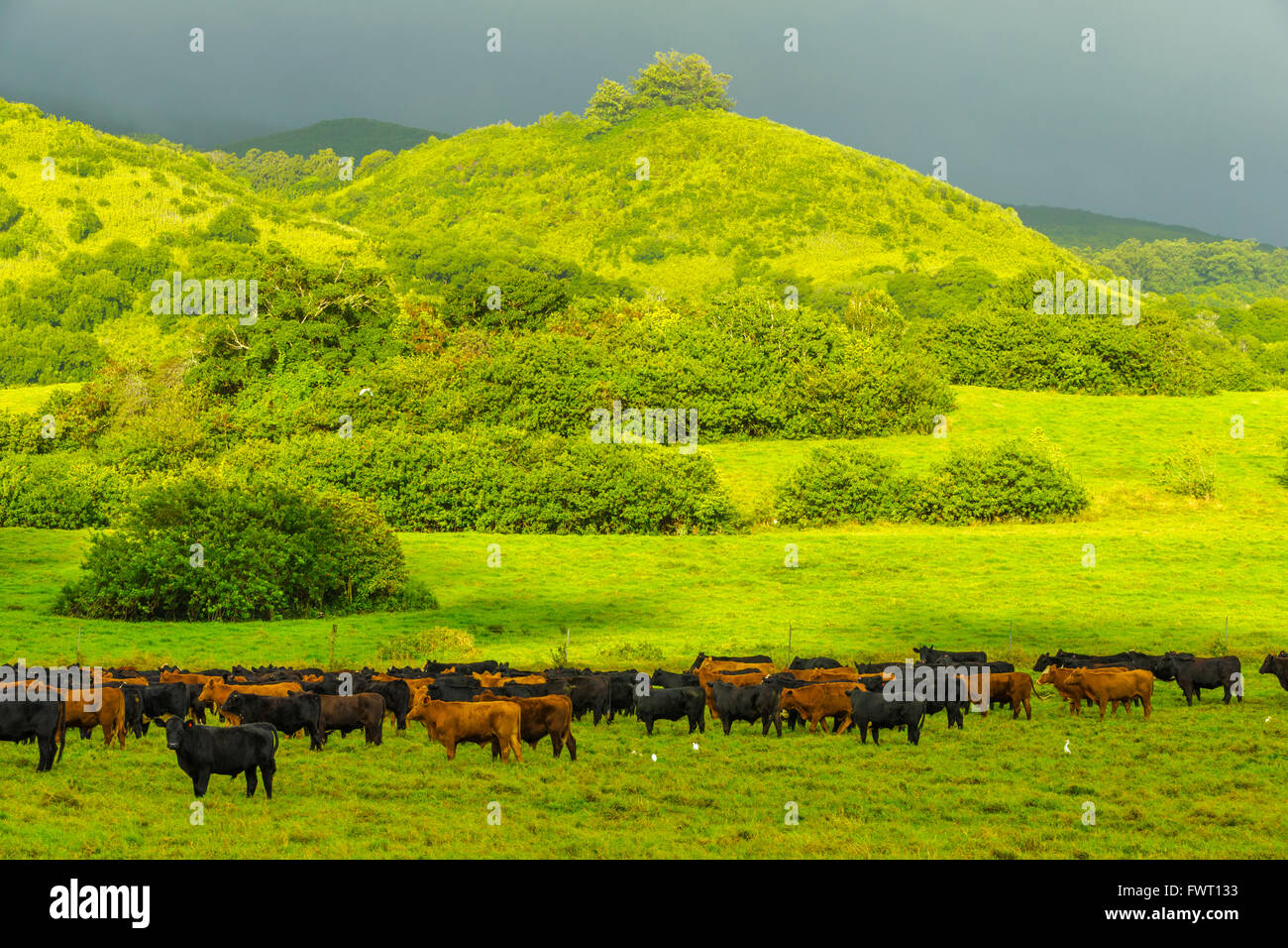 Lush green rainforest hana ranch hana area island life hires stock