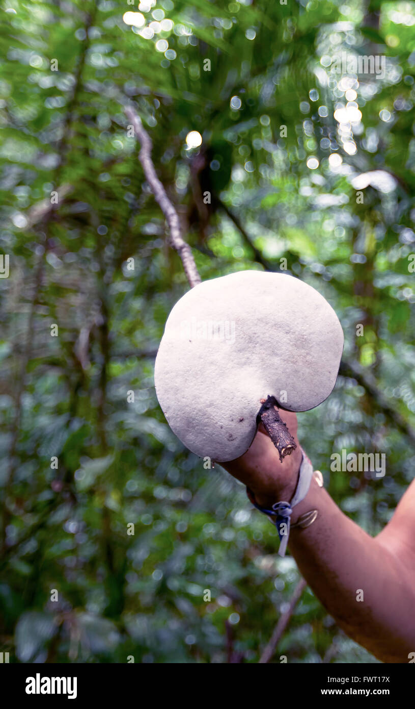 Giant Mushroom Picked By An Indigenous Man From Amazon Jungle Stock Photo