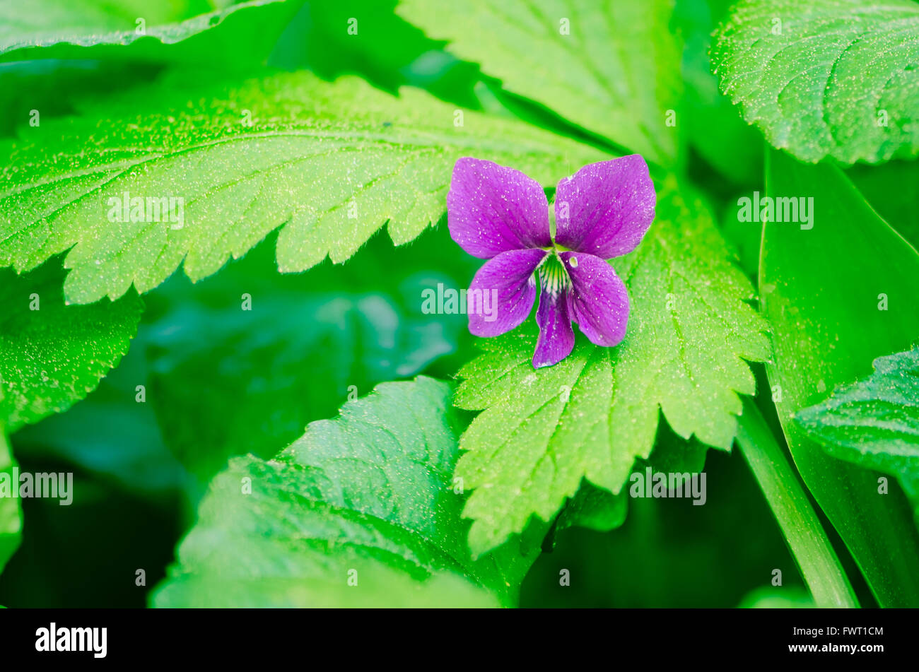 purple violet flower over green leaves Stock Photo