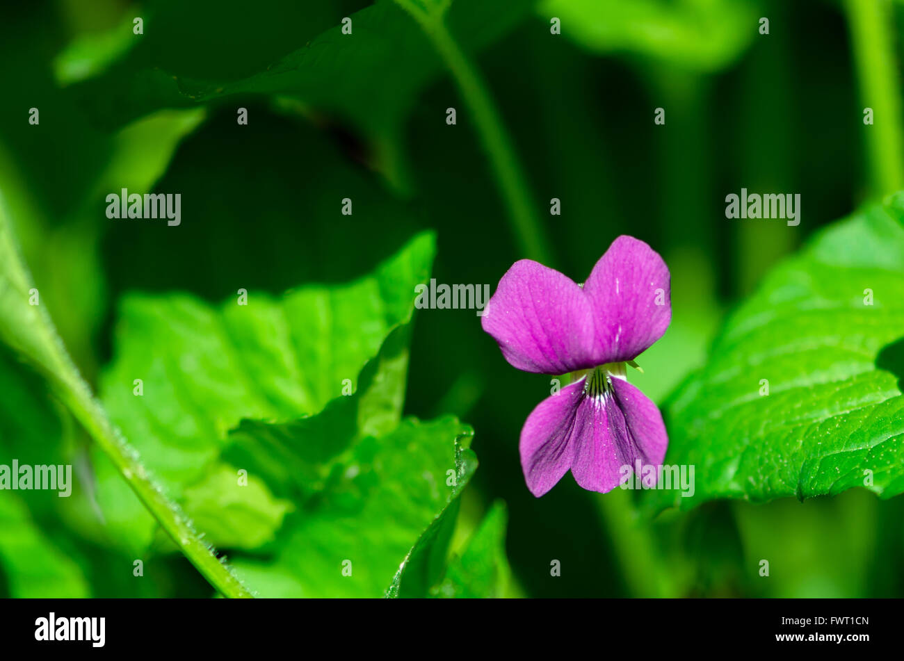 purple violet flower over green leaves Stock Photo