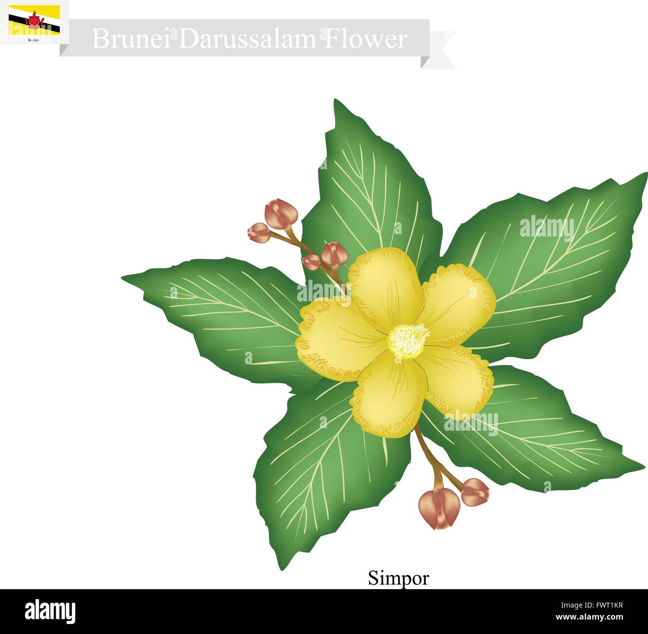 Brunei Flower, Illustration of Simpor Flowers or Dillenia Flowers. The National Flower of Brunei Darussalam. Stock Vector