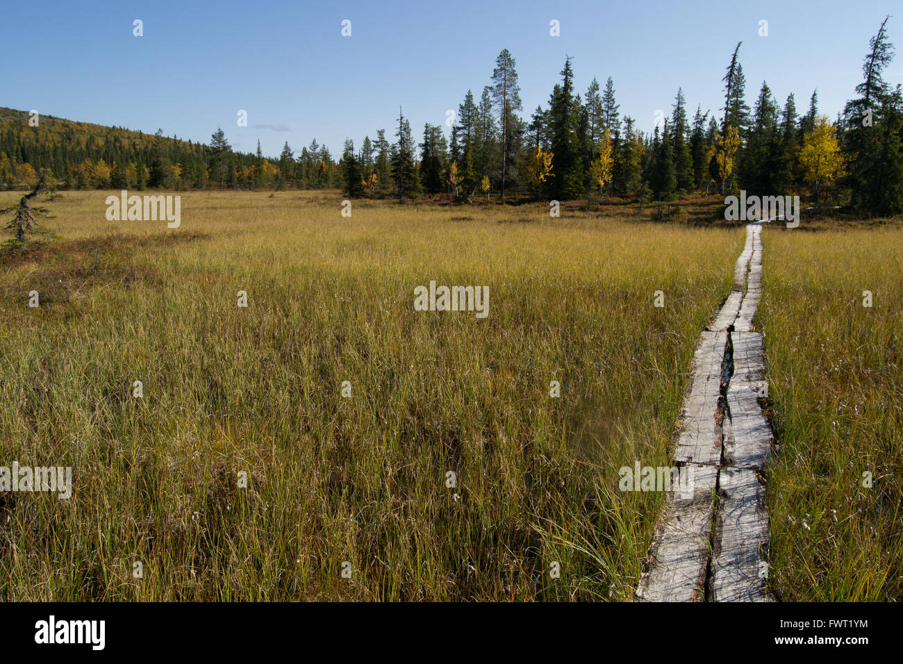 Hiking trail in the swamp in Finnish Lapland Stock Photo